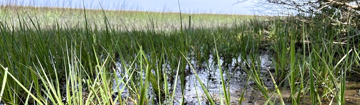 Coastal marsh along the Georgia coast